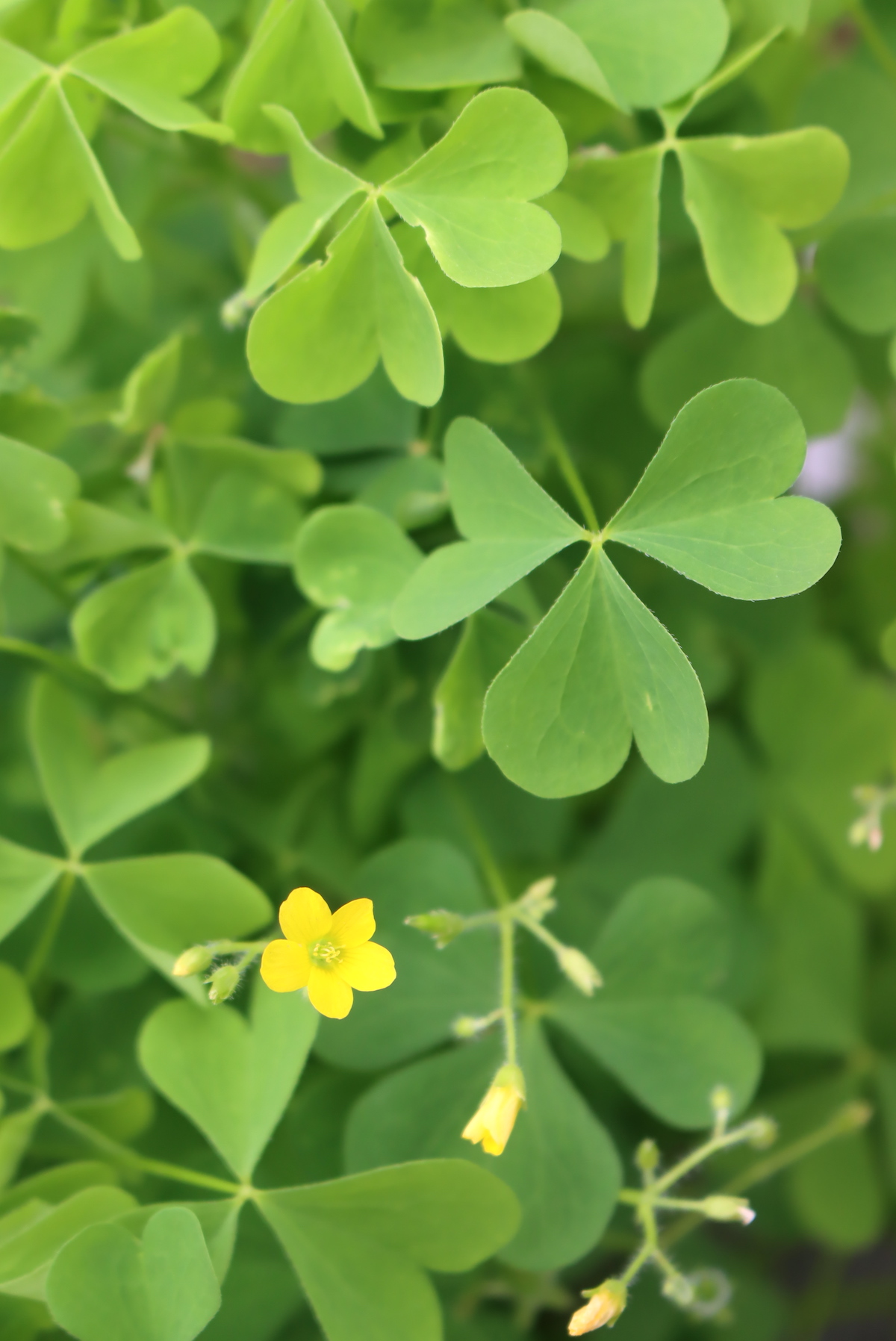 Wood Sorrel Flowers