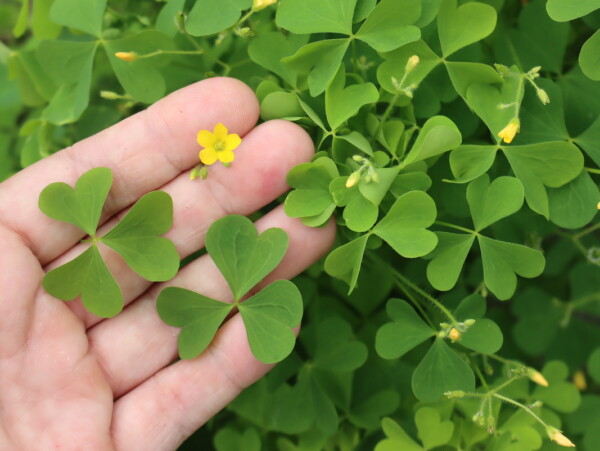 Wood Sorrel