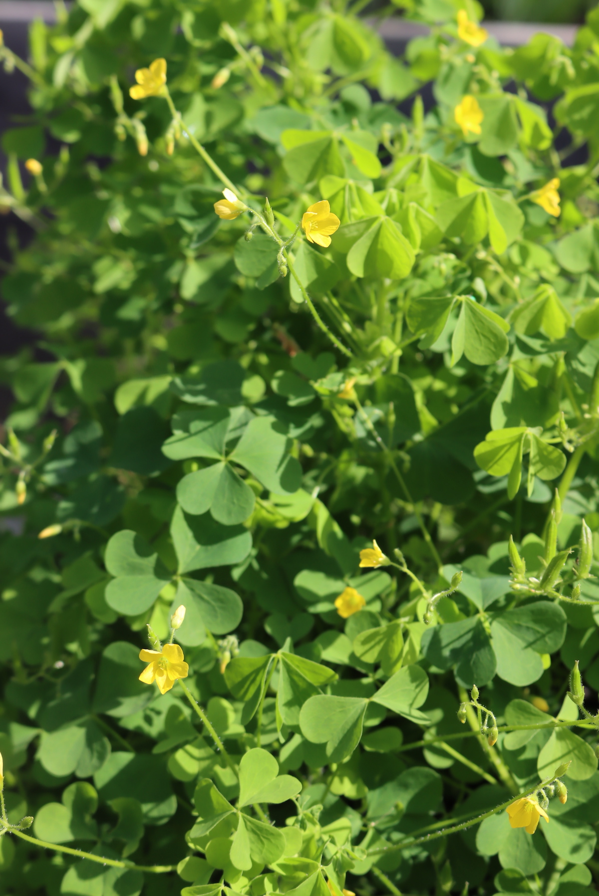 Wood Sorrel
