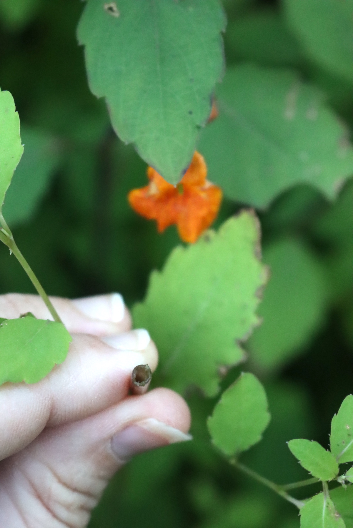 hollow Jewelweed stem