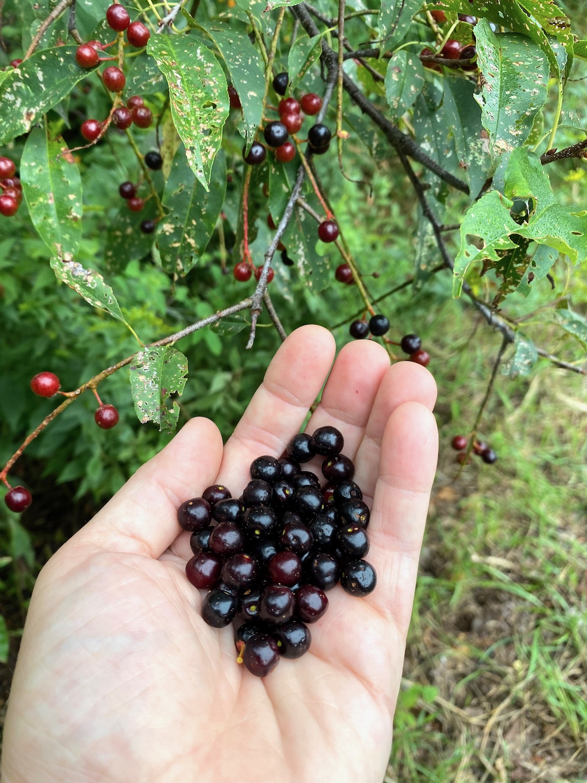 Wild Black Cherry Harvest