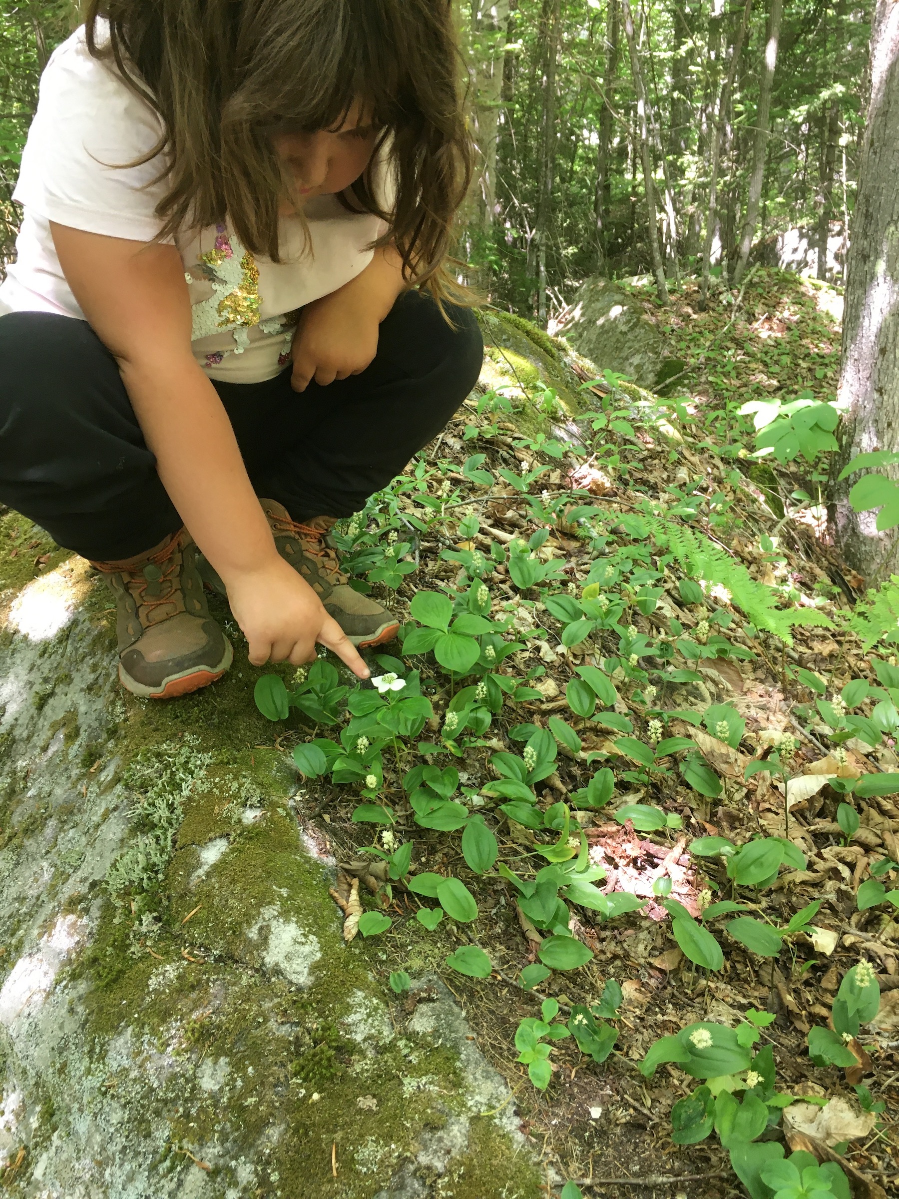 My daughter, pointing to a bunchberry flower on a rock that's covered with look alike Canadian Mayflower.