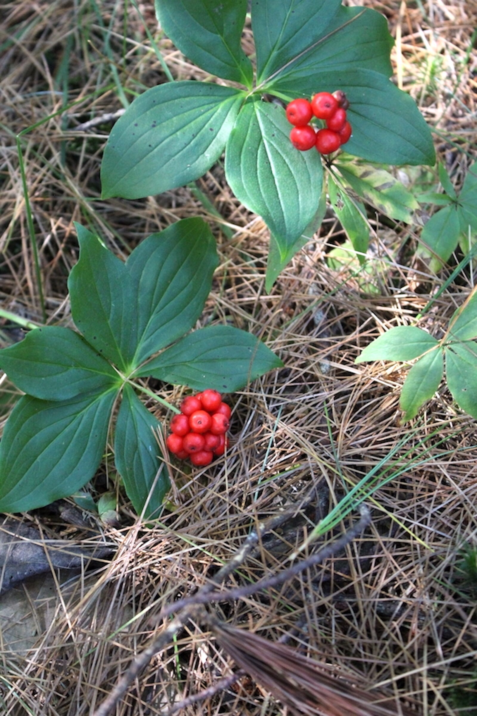 Bunchberry Habitat