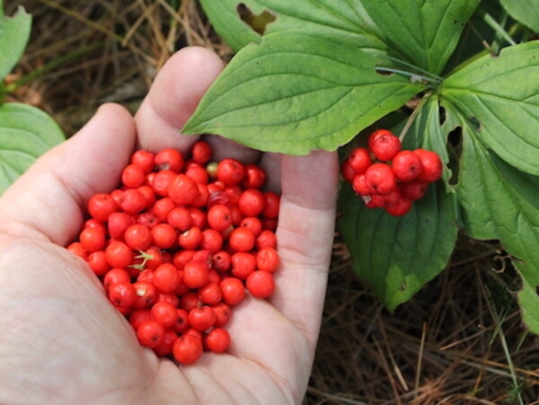 Foraging Bunchberries