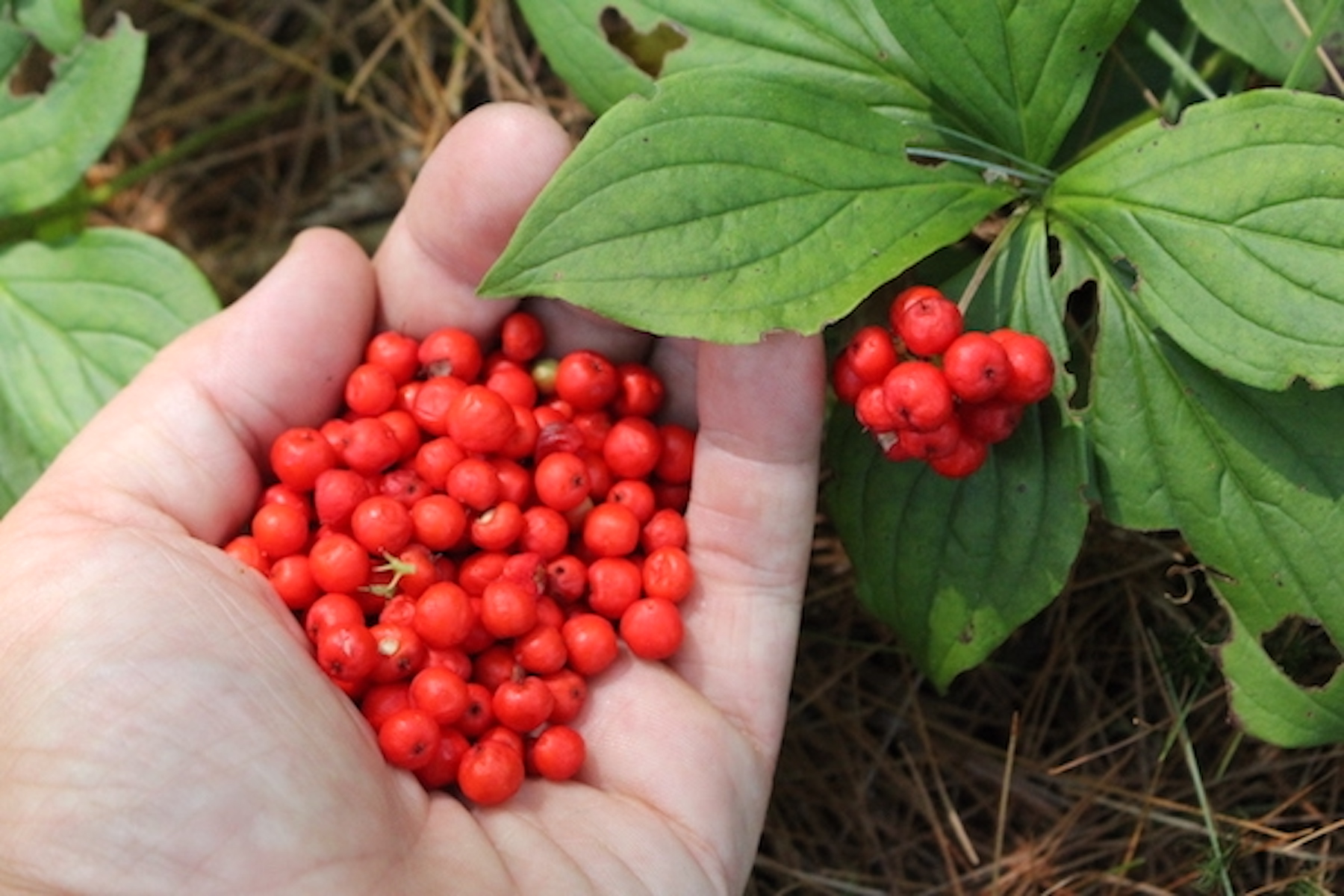 Foraging Bunchberries