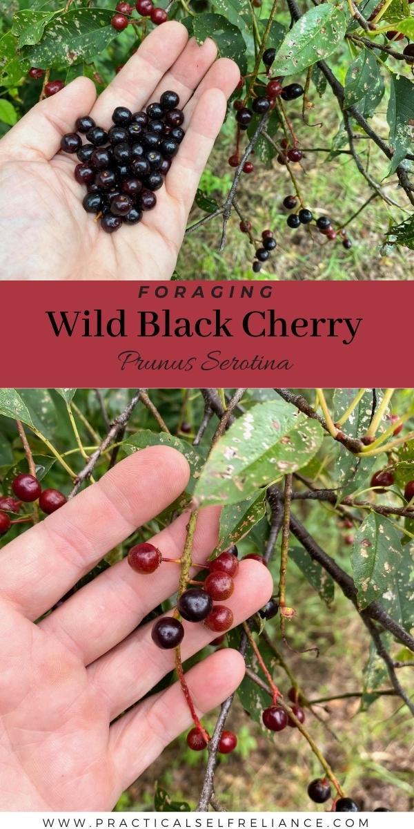 Foraging Wild Black Cherry Prunus Serotina