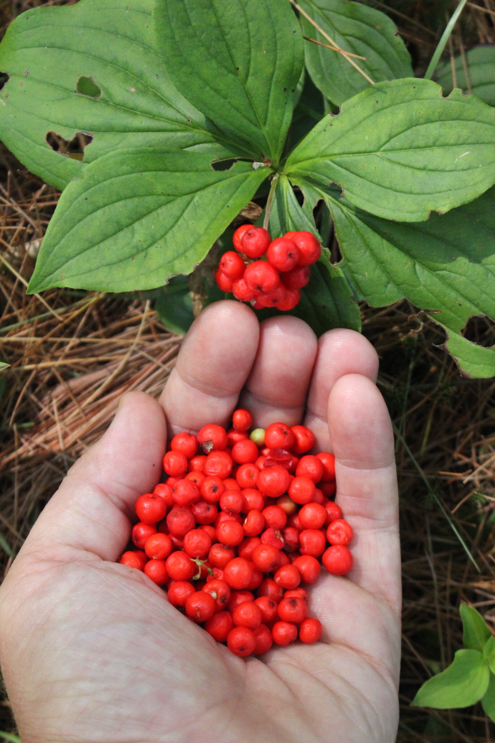 Harvesting Bunchberries