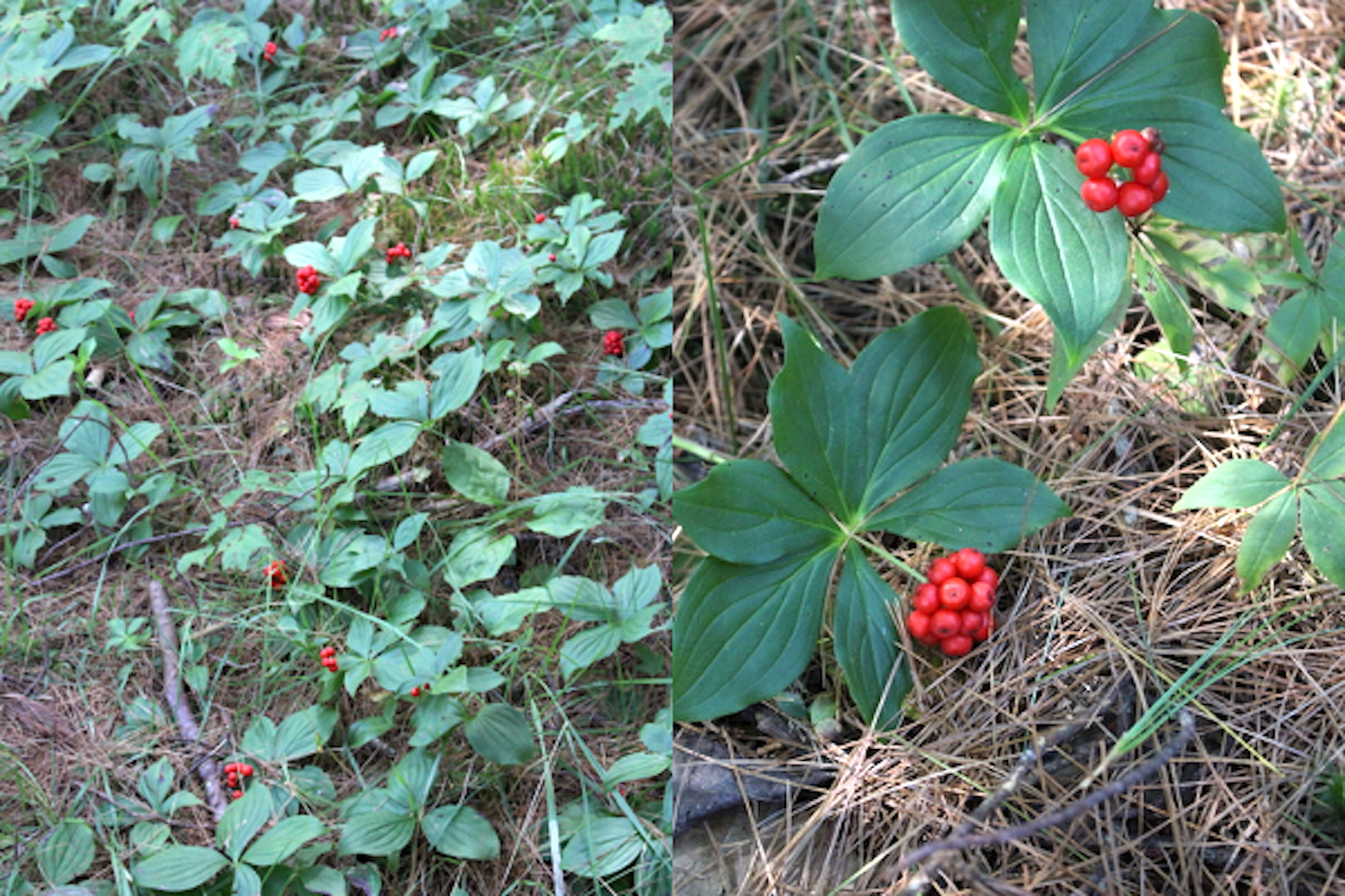 Where to find bunchberry