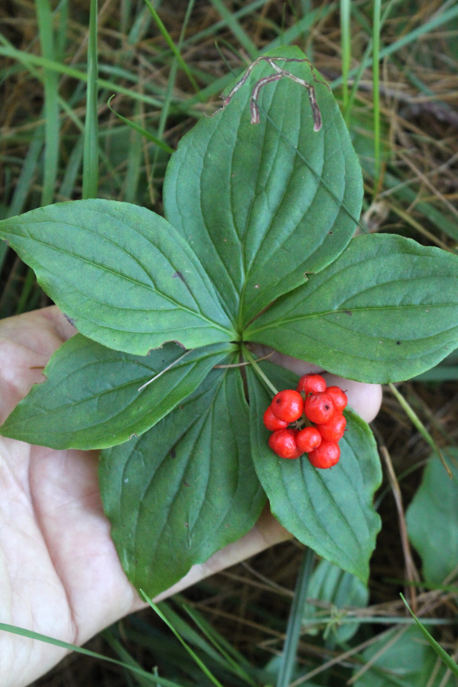 bunchberry plant