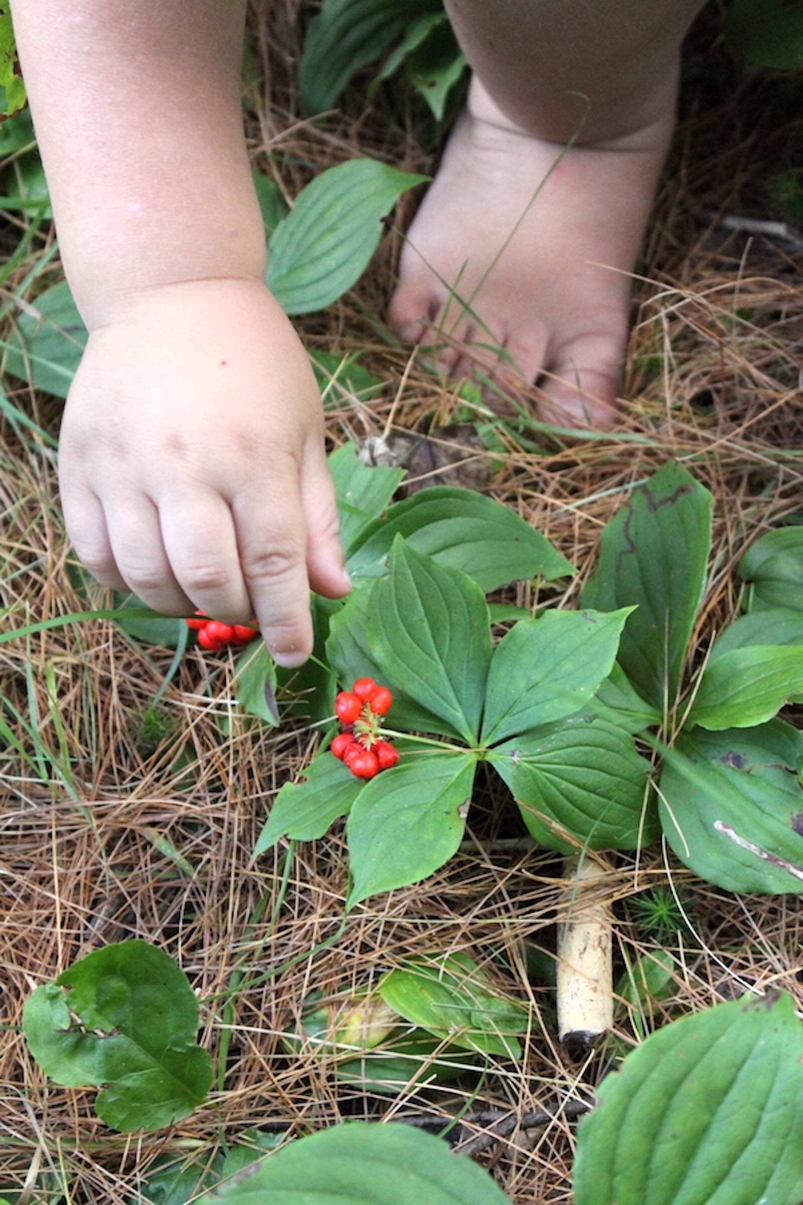 child harvesting bunchberries