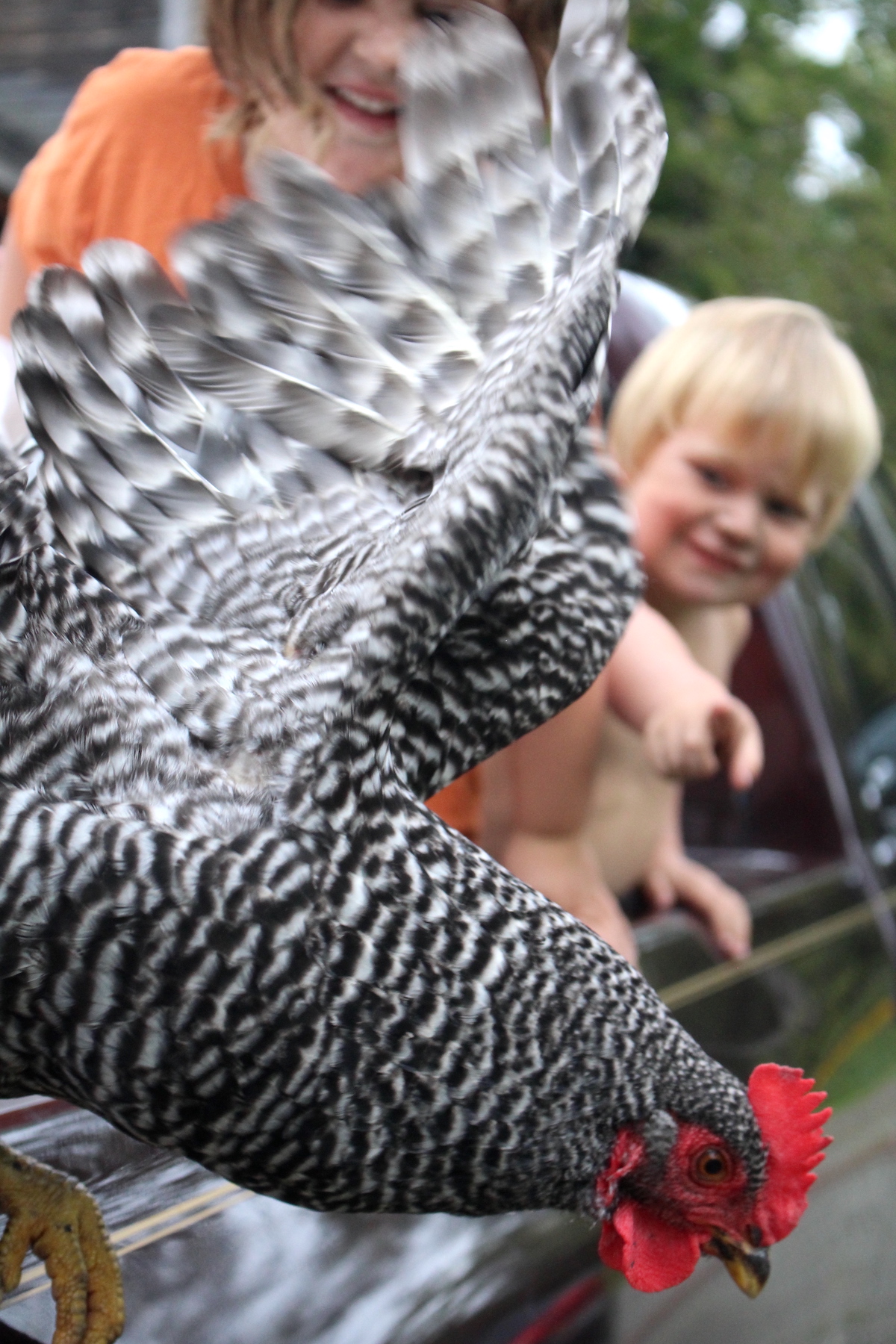 Barred Rock Chicken