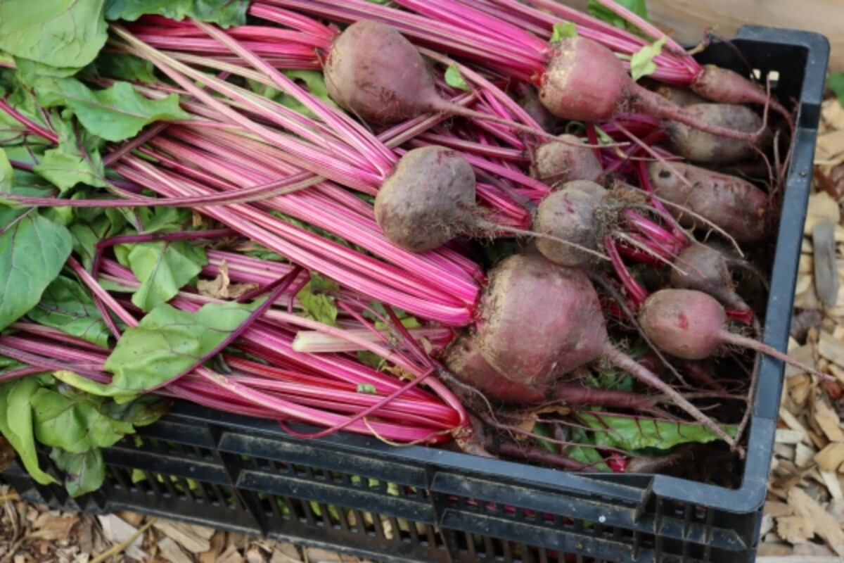 Beet Harvest