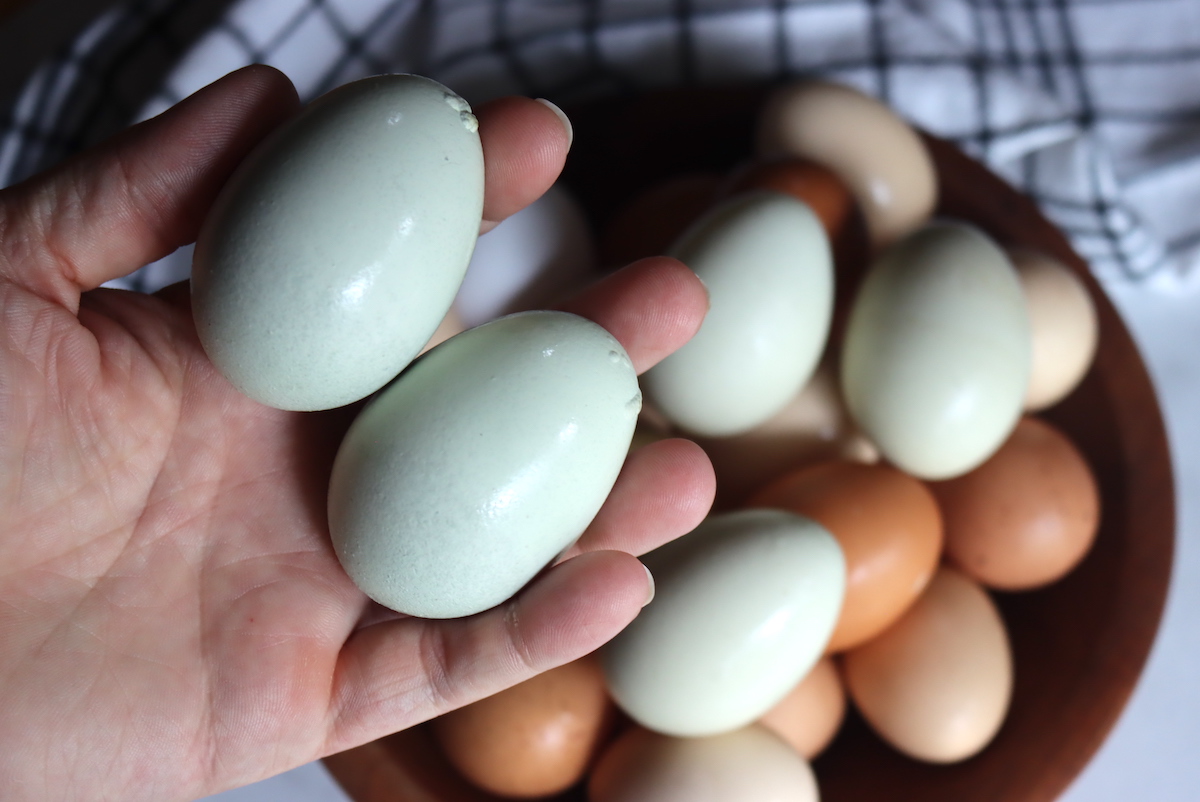 Blue Eggs