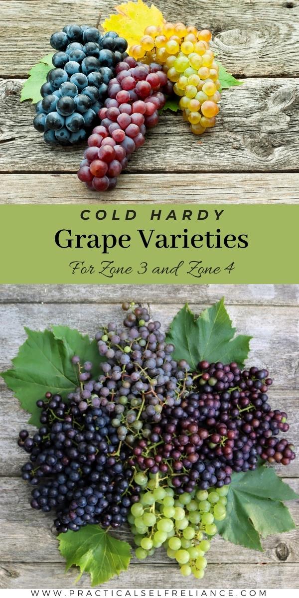 Cold Hardy Grape Varieties