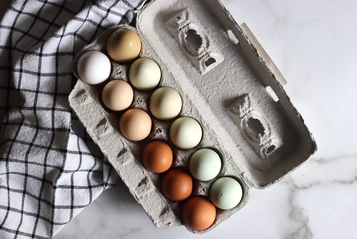 Beginners Guide to Chicken Egg Colors