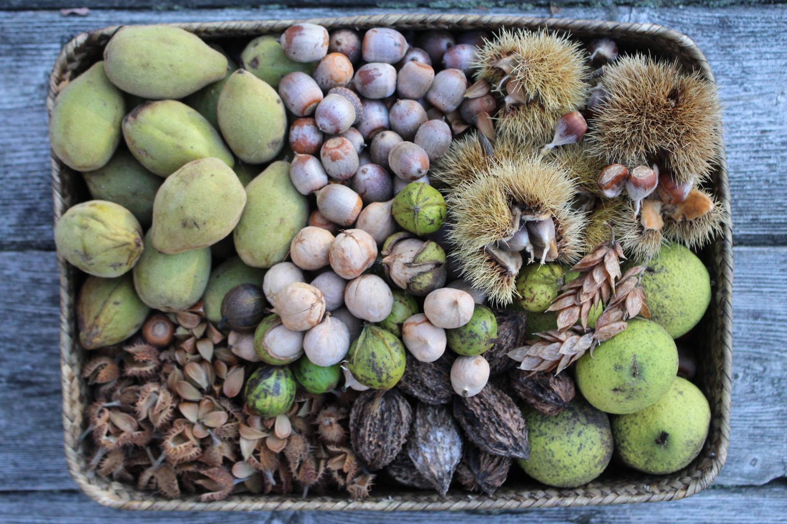 Fall Nut Foraging
