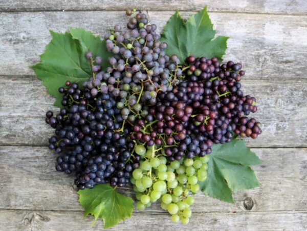 Grape Varieties for Zone 4
