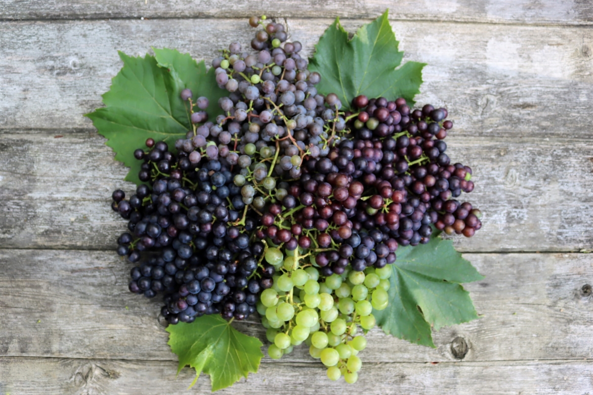 Grape Varieties for Zone 4