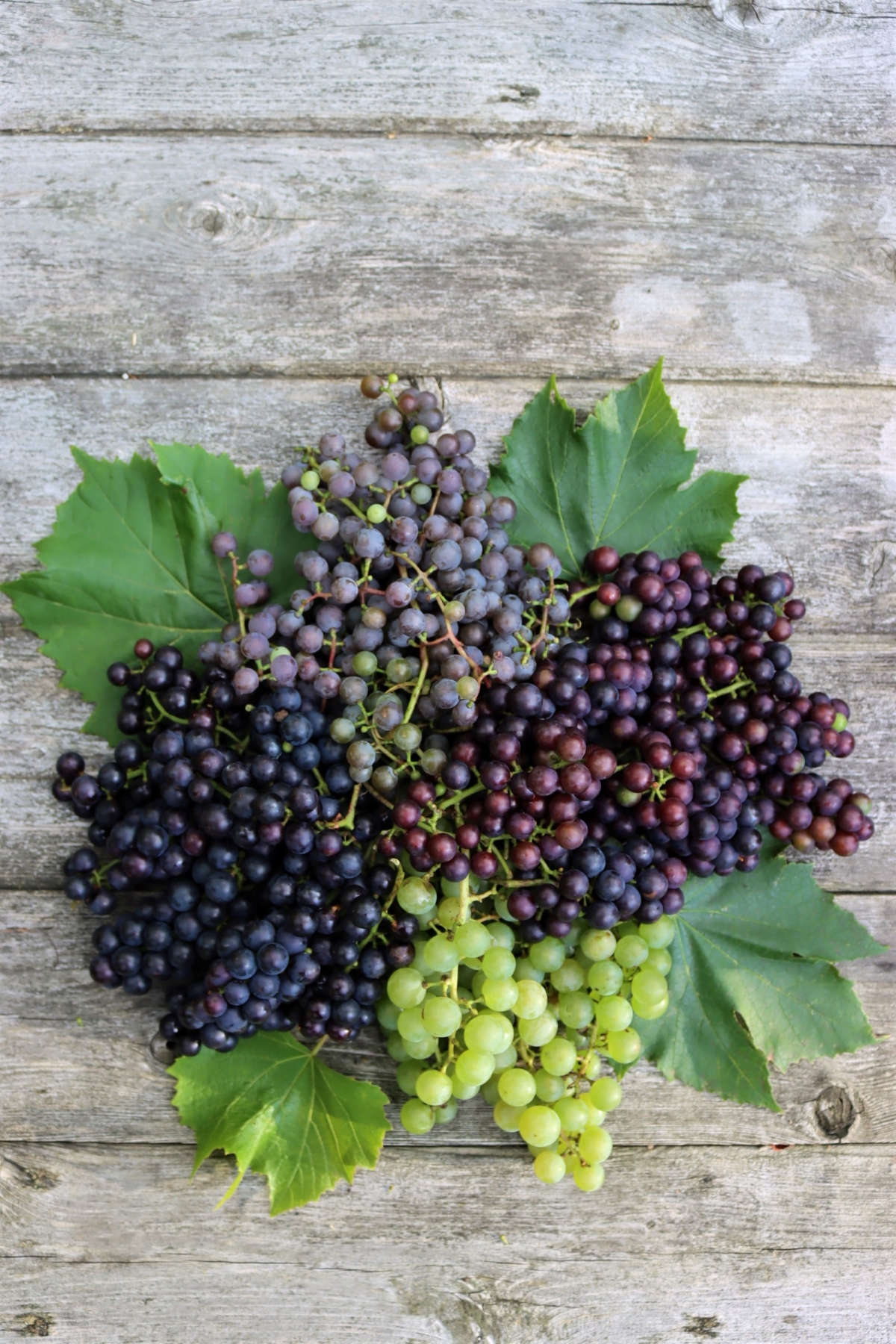 Cold Hardy Grape Varieties