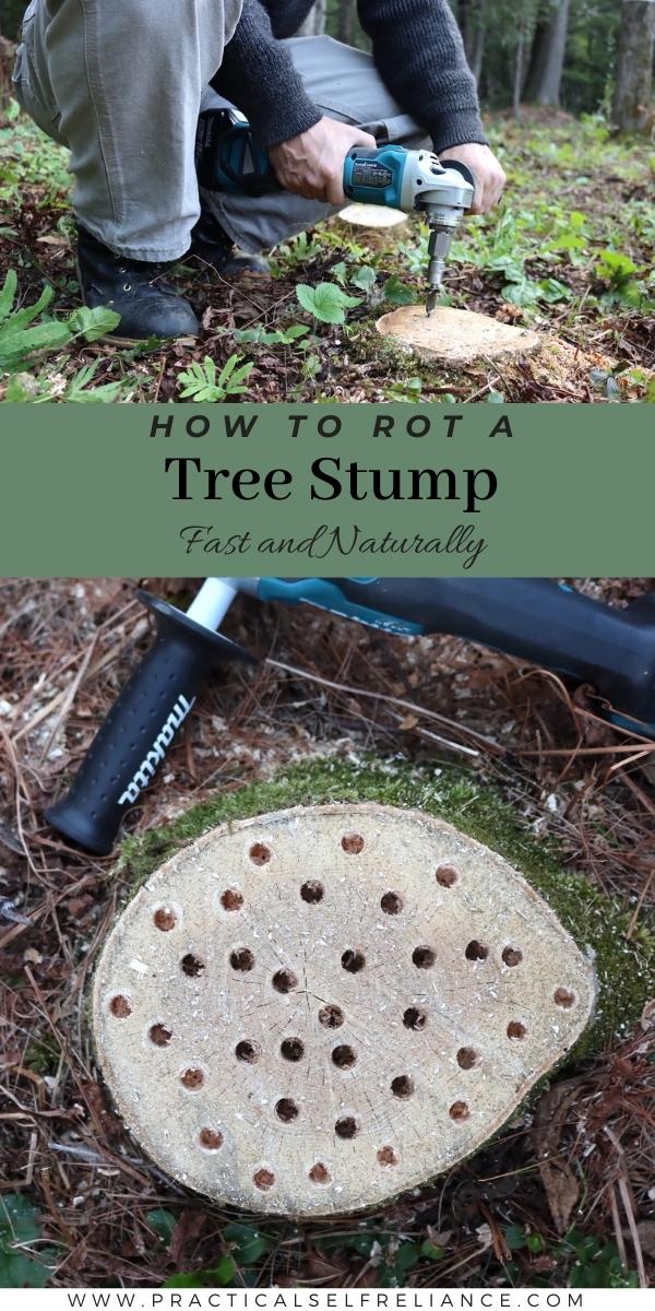 How to Rot a Tree Stump Fast and Naturally