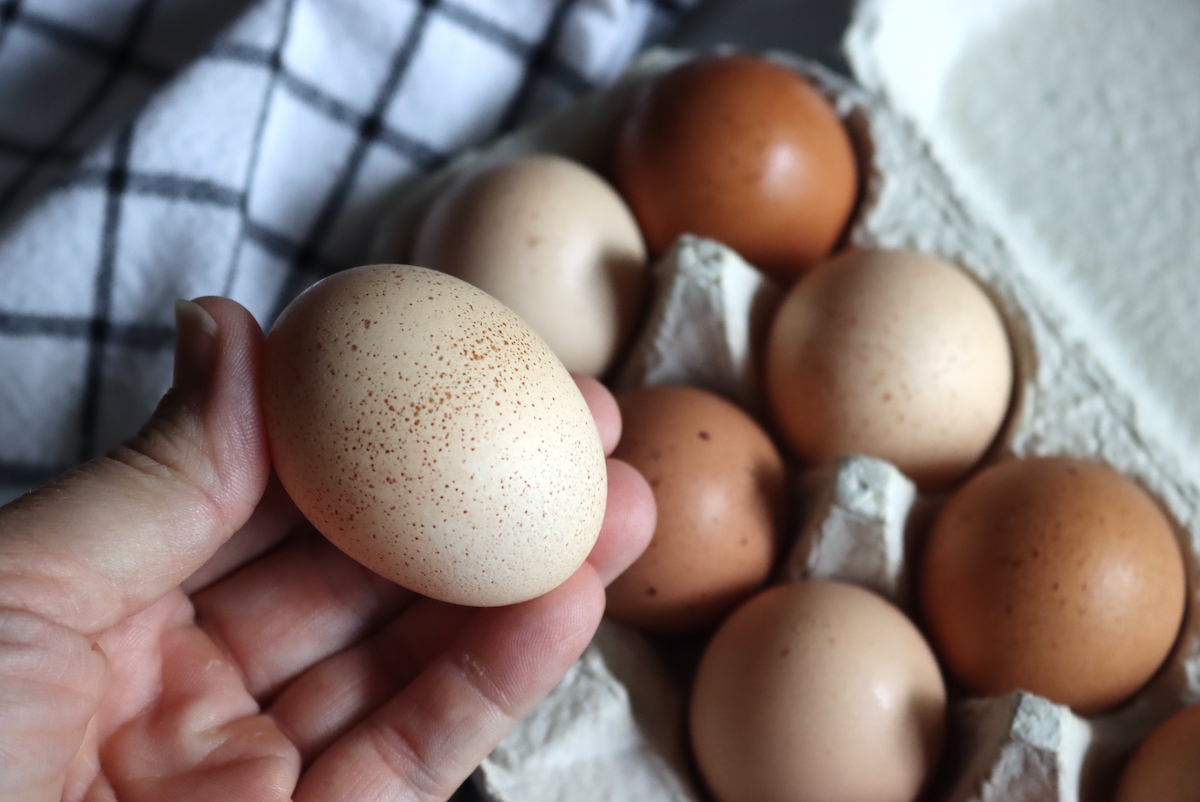 Speckled Eggs from Chickens
