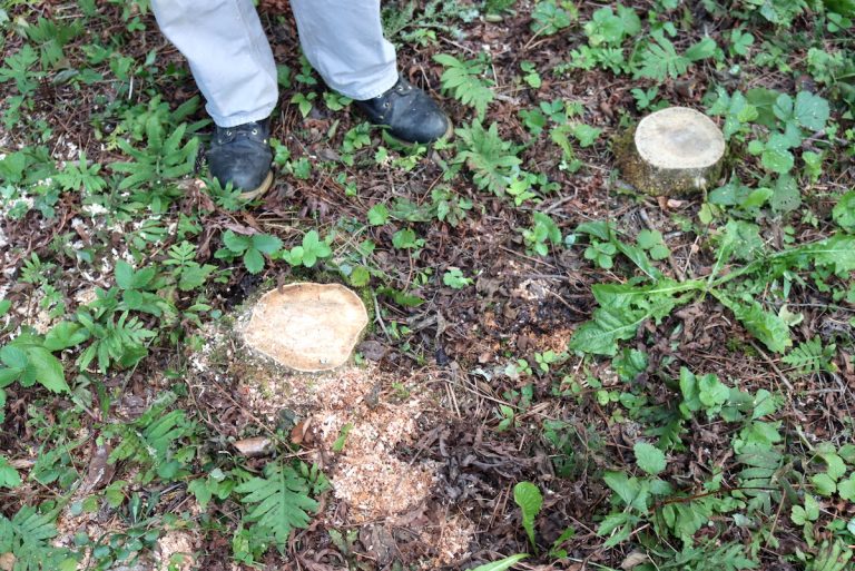 How to Rot a Tree Stump Fast — Practical Self Reliance