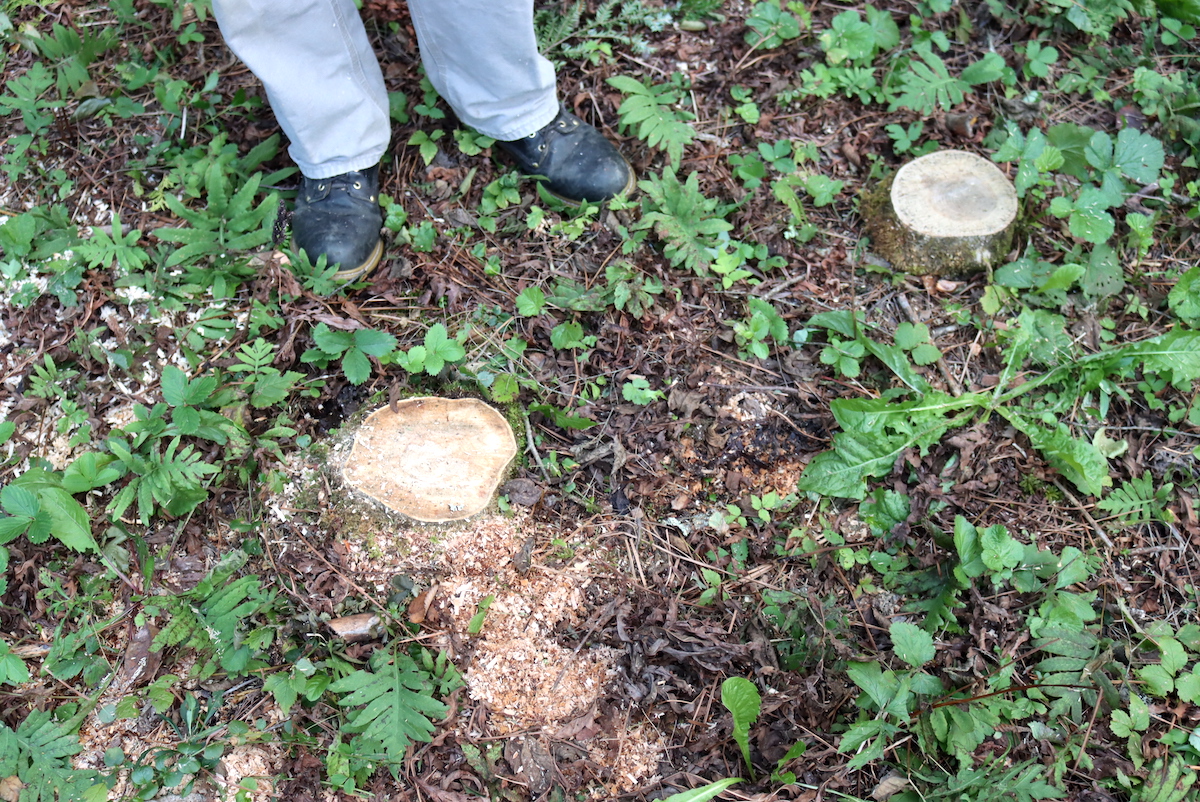 Tree stump