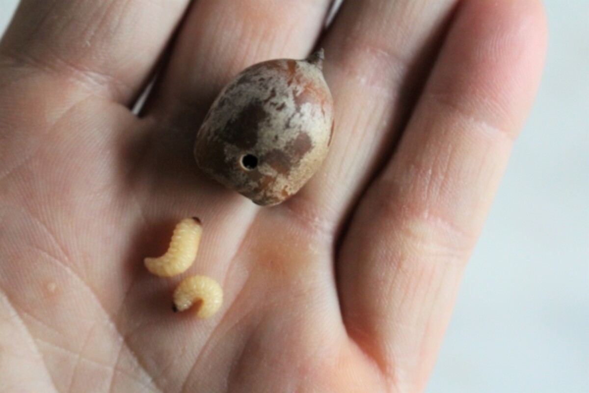 Acorn Grubs