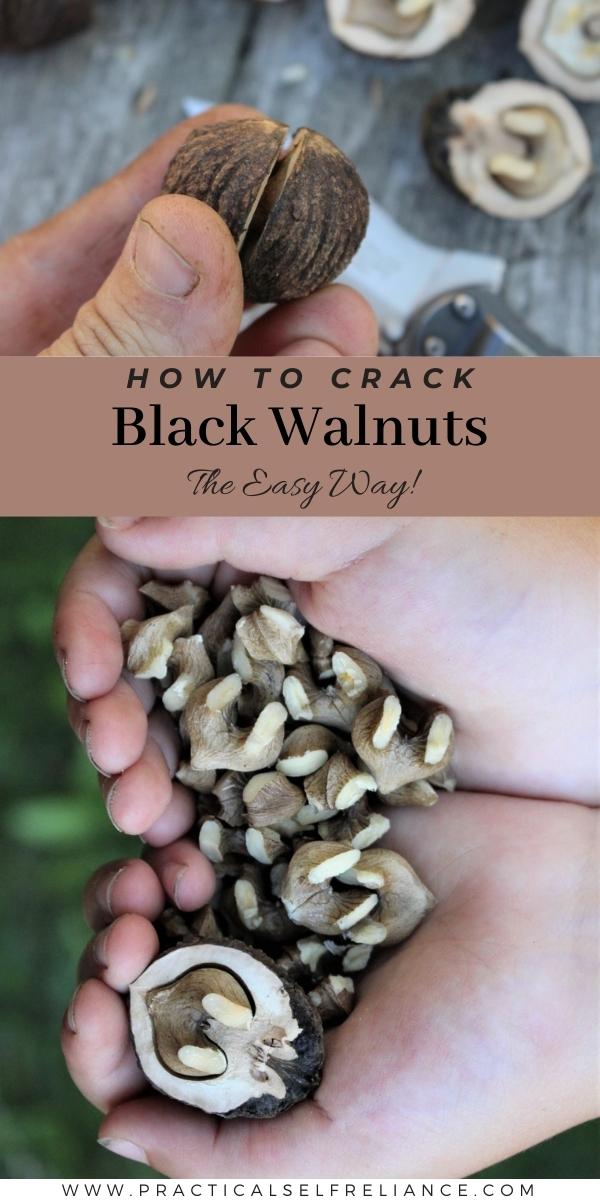 Black Walnut Cracking