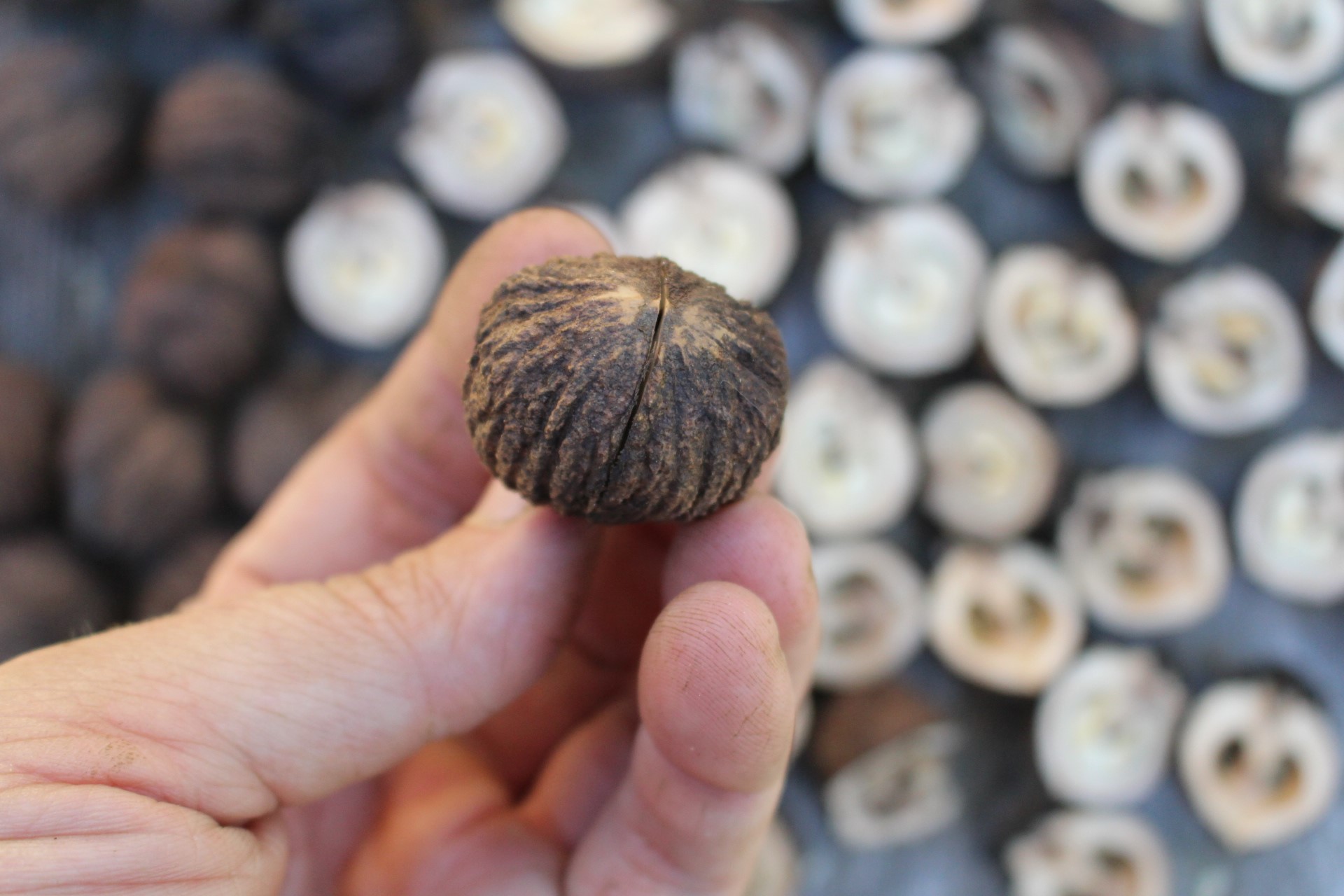 Black Walnut Split
