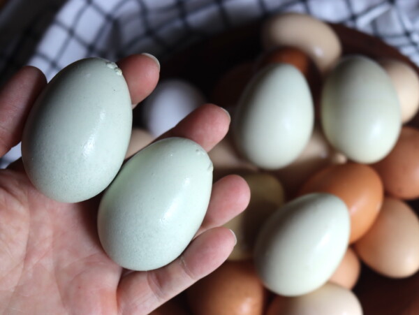 Blue Eggs