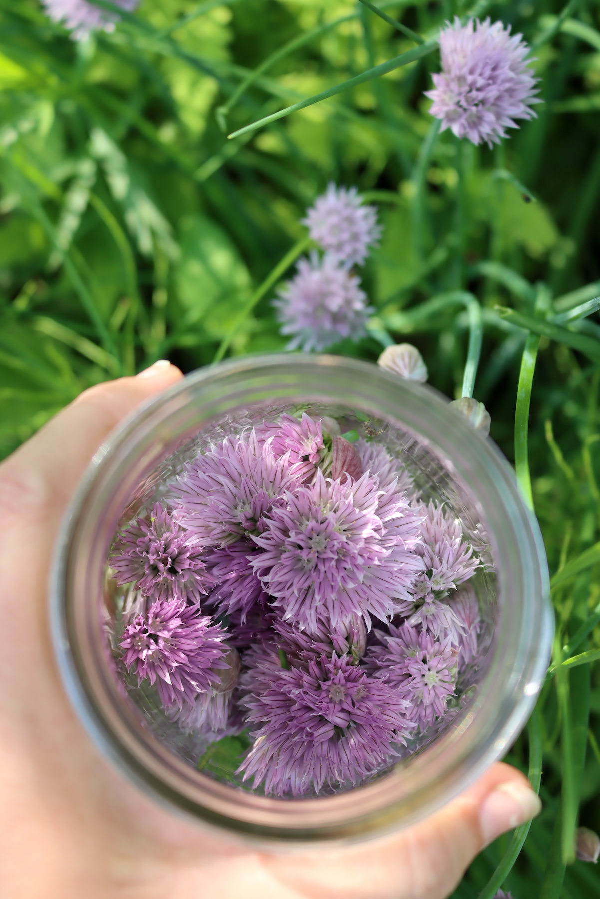 Chive Blossoms