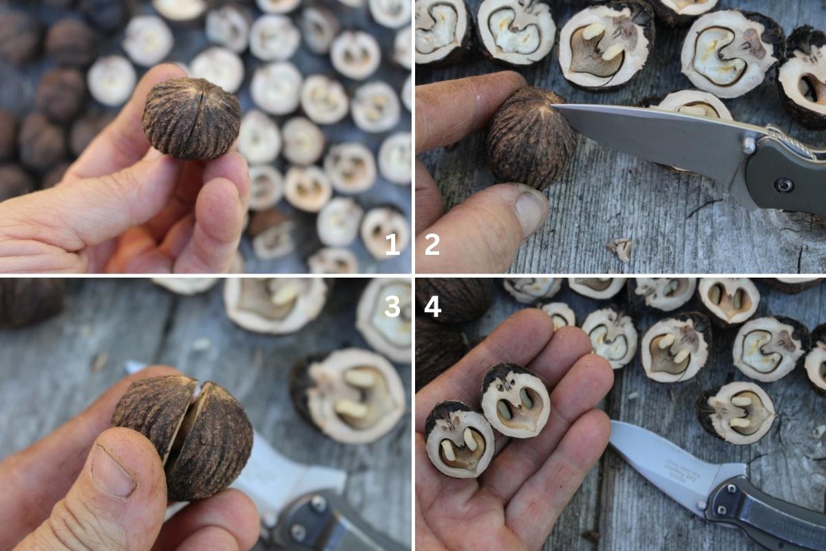 Cracking Black Walnuts