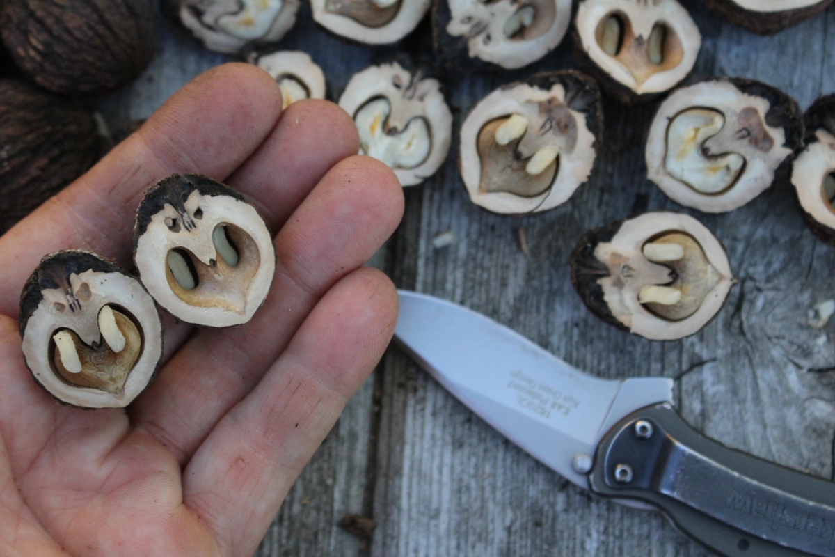 Halved Black Walnut