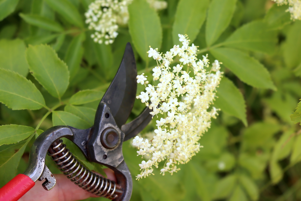 Harvesting Elderflower