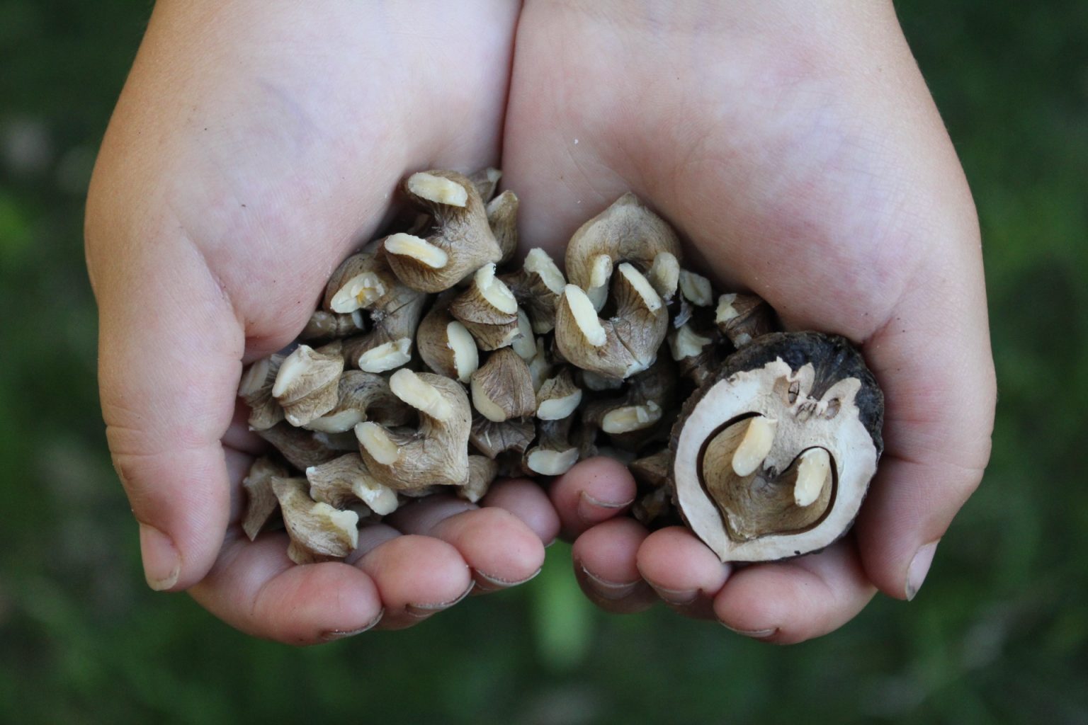 How to Crack Black Walnuts