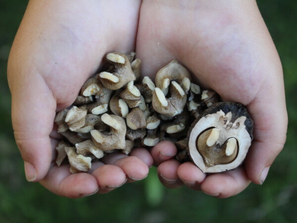 How to Crack Black Walnuts