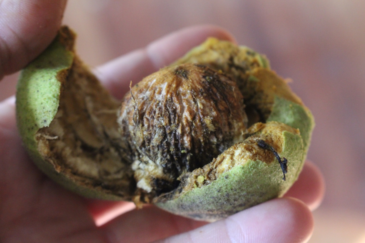 Husking Black Walnuts
