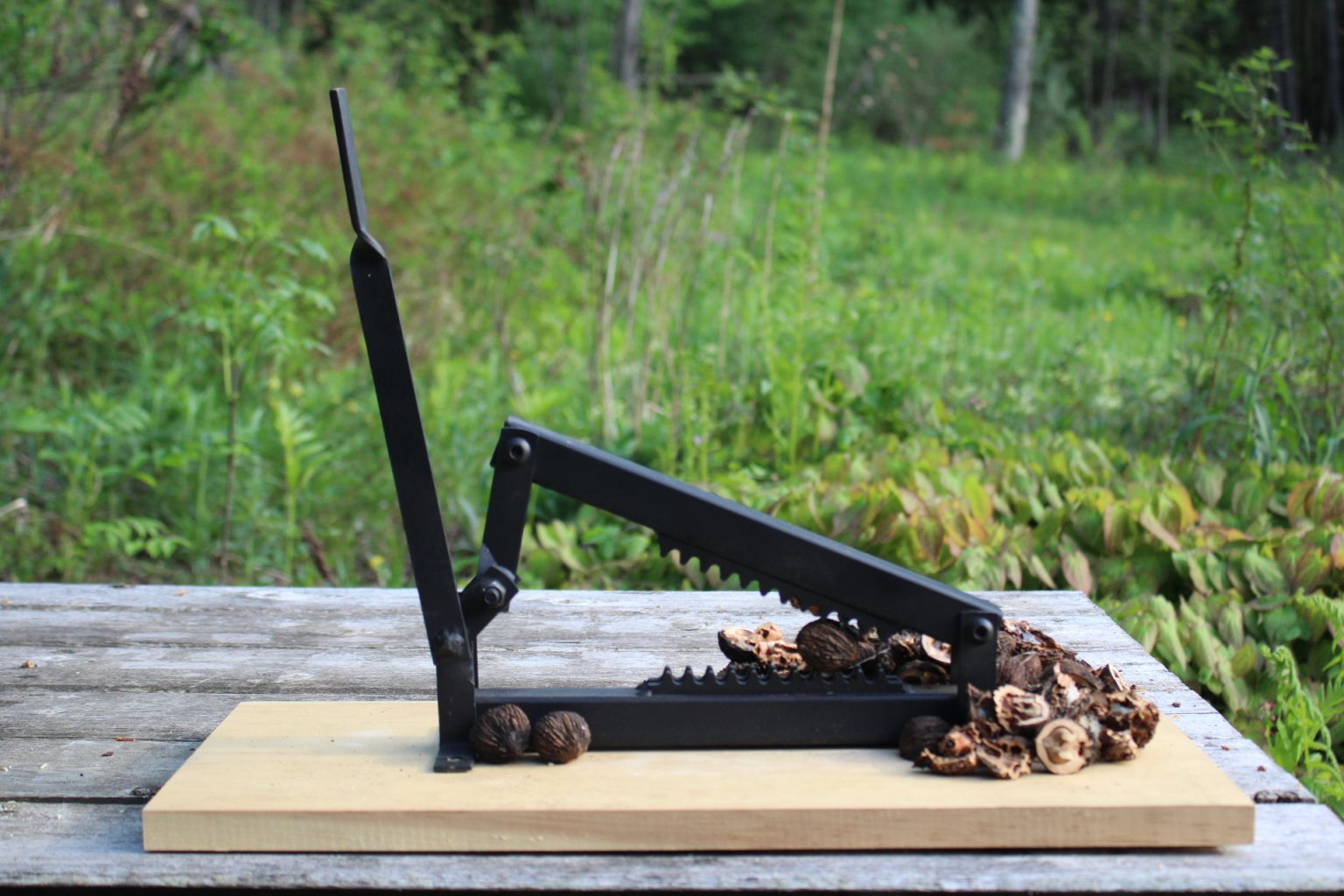 Nutcracker for Black Walnuts