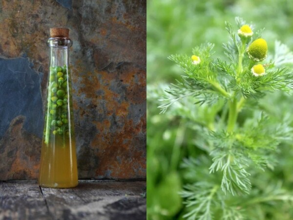 Pineappleweed Infused Vinegar