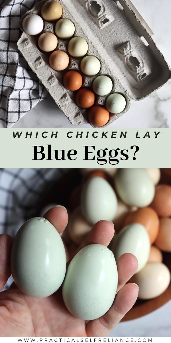 Which Chickens Lay Blue Eggs