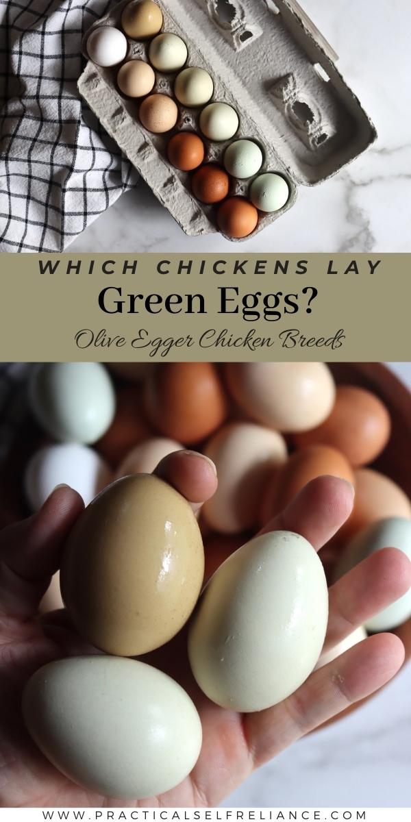 Which Chickens Lay Green Eggs