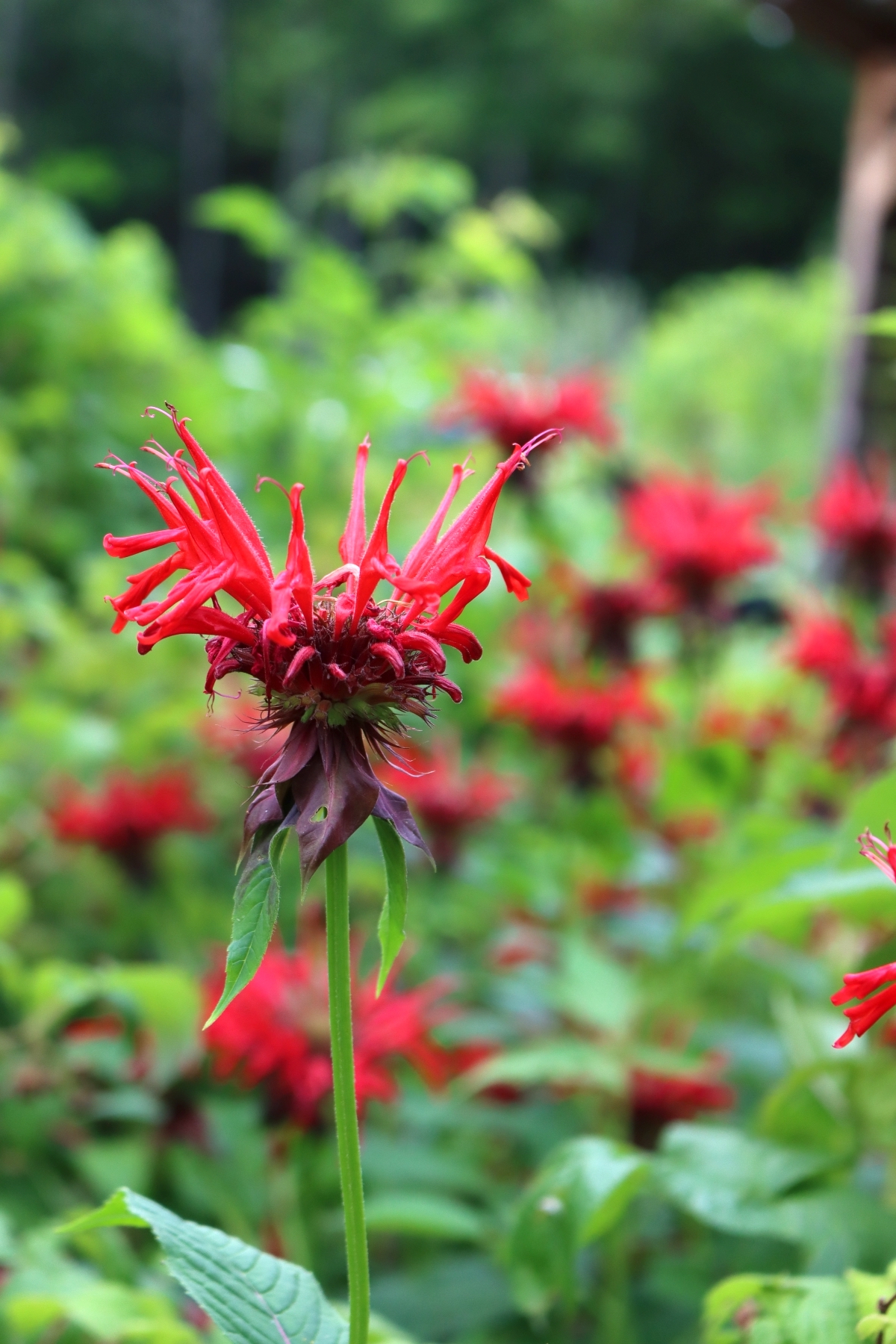 Bee Balm Flowers