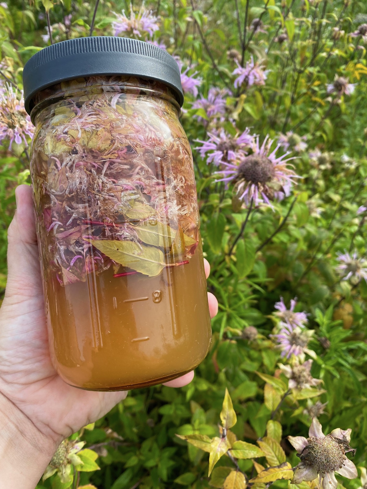 Bee Balm Oxymel