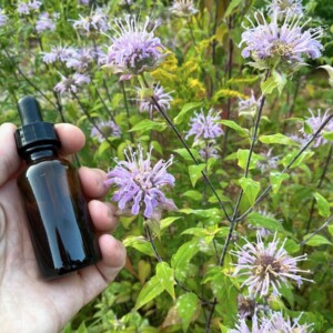 Bee Balm Tincture