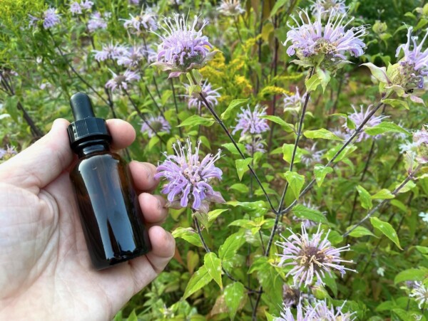 Bee Balm Tincture