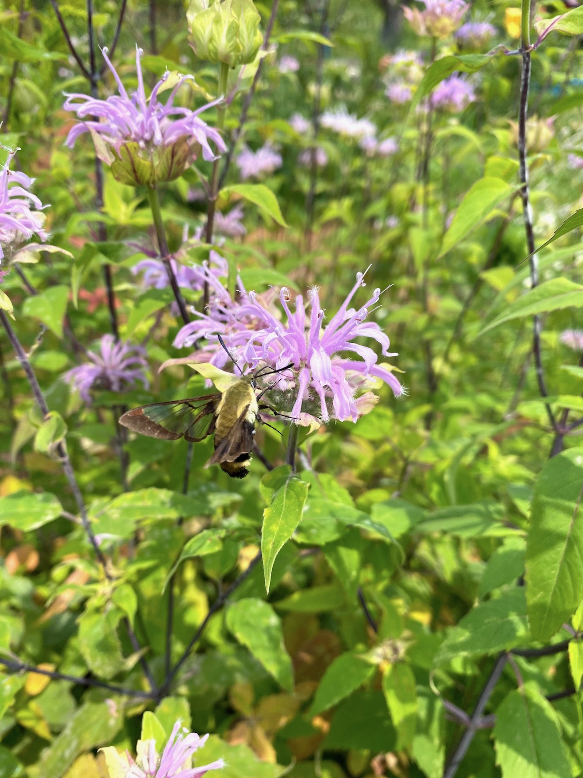Bee Balm and Hummingbird Mimic