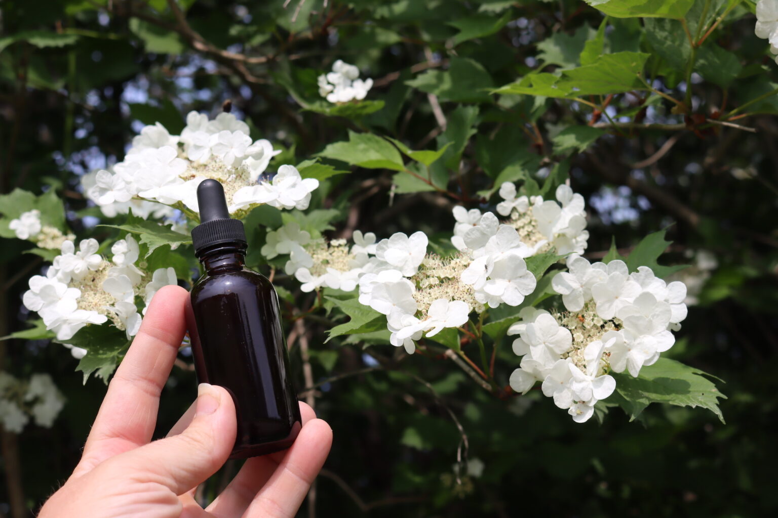 Crampbark Tincture
