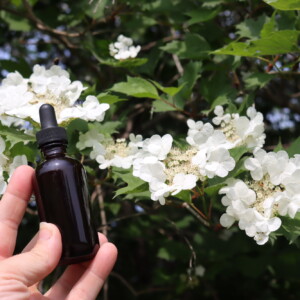 Crampbark Tincture