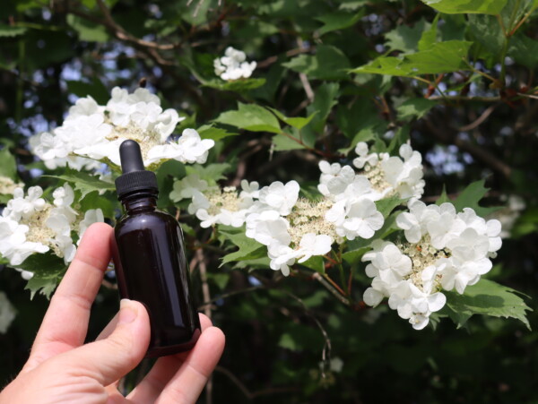 Crampbark Tincture